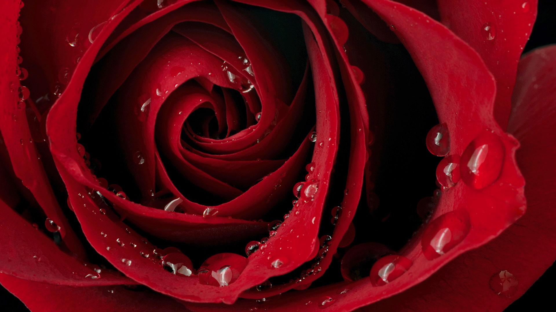 nahaufnahme einer roten Rose mit Wassertropfen
